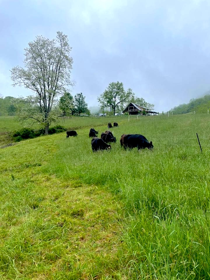 Cows grazing on green grass