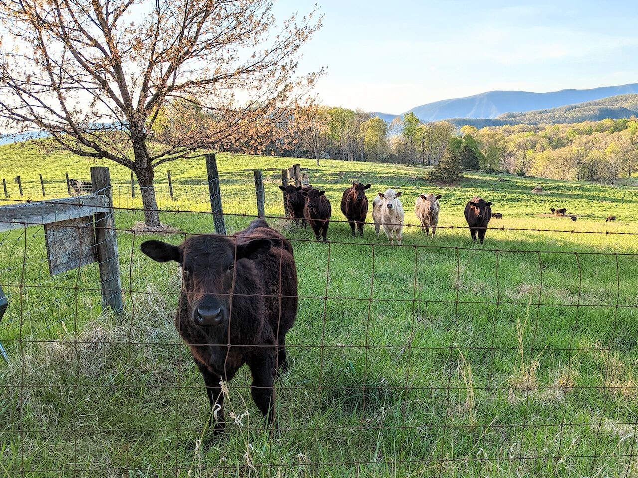 one cow in the foreground with 4 others in the background viewed through a wire fence.