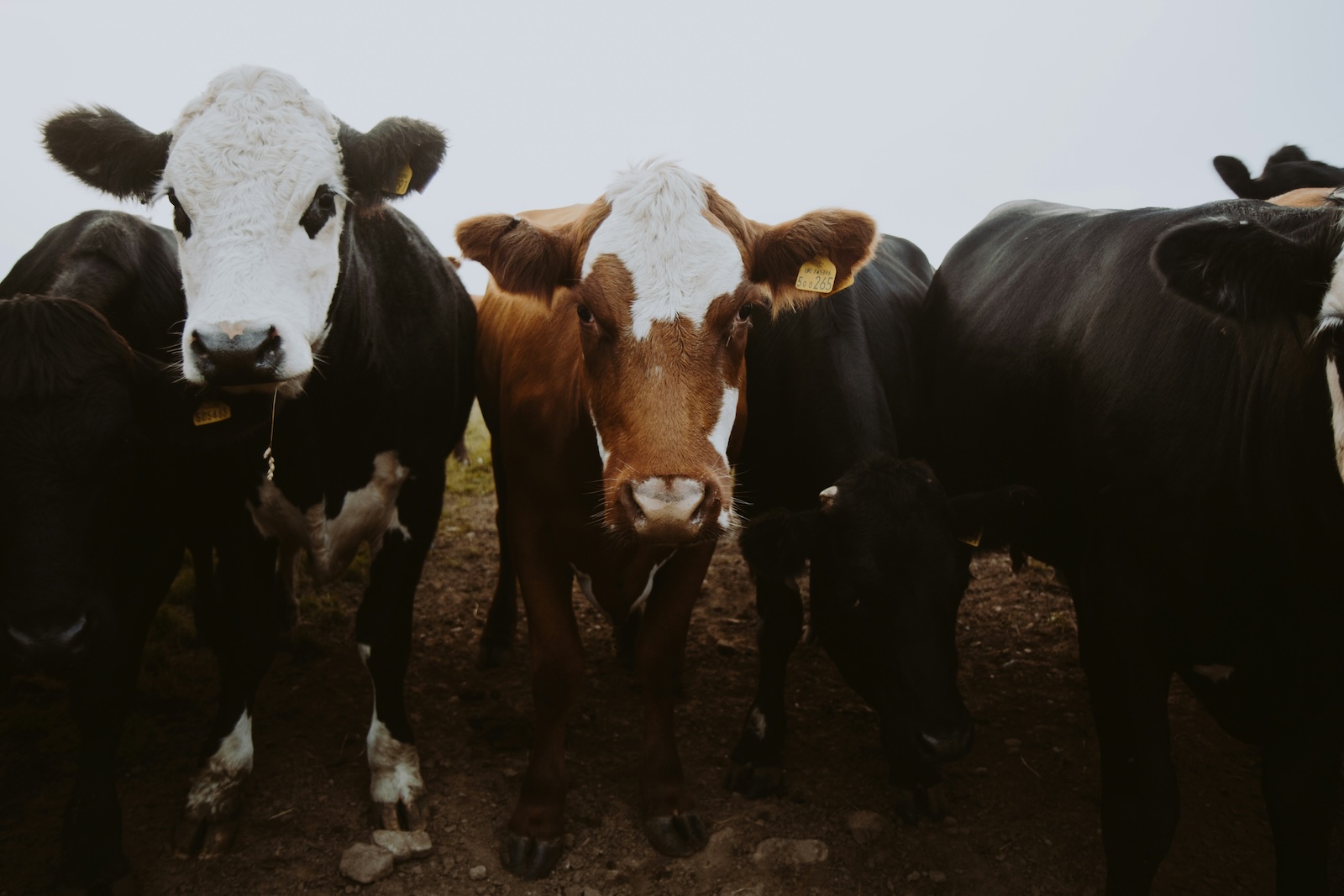 three cows facing the camera and filling the frame