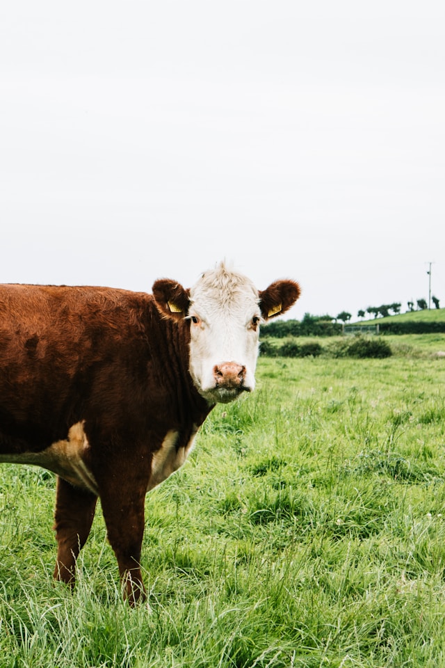 Cow with white face on green grass